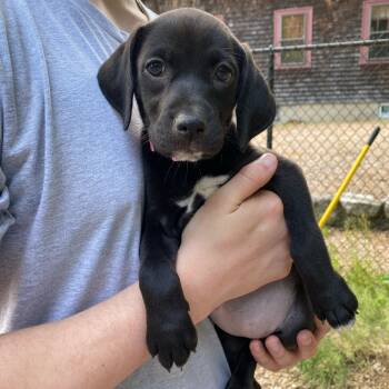 Misty, Meadow, and Marley -  Black Labrador Retriever Dog for Adoption in Sudbury, Massachusetts - Misty, Meadow, And Marley | PetCurious
