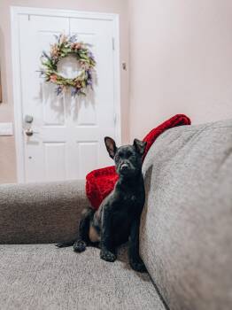 Terrier Dogs Available for Adoption in Goodyear, Arizona - Raven | PetCurious