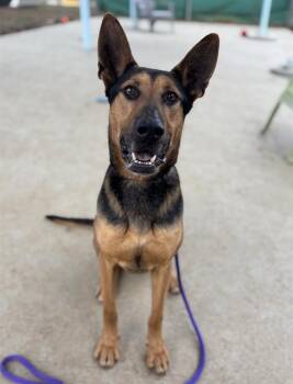 German Shepherd Dog Dogs Available for Adoption - MCCRAE | PetCurious