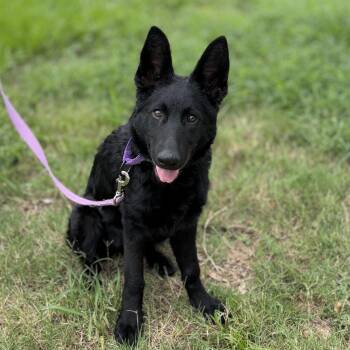 Sora -  German Shepherd Dog Dog for Adoption in Delray Beach, Florida - Sora | PetCurious