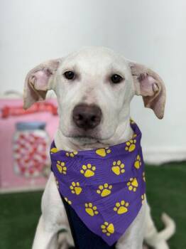 Princess Aurora-One of our Amazing Rescue Dogs -  Weimaraner and Labrador Retriever Dog for Adoption in Carlsbad, California - Princess Aurora-One Of Our Amazing Rescue Dogs | PetCurious