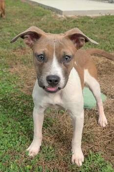 Rescue Boxer and Shepherd Dogs for Adoption in Elizabeth, Illinois - Nefertiti | PetCurious