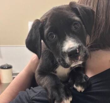 Massachusetts -  Mixed Breed Dog for Adoption in Vancouver, Washington - Massachusetts | PetCurious