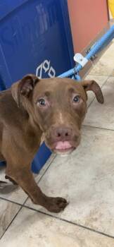 Thirteen -  Mixed Breed Dog for Adoption in Cincinnati, Ohio - Thirteen | PetCurious