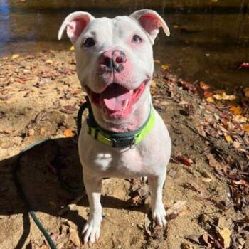 Miles Athens -  Pit Bull Terrier and Mixed Breed Dog for Adoption in Rockaway, New Jersey - Miles Athens | PetCurious