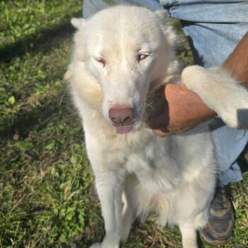 Glacier -  Siberian Husky Dog for Adoption in Zaleski, Ohio - Glacier | PetCurious