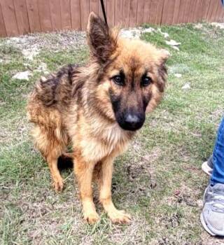 German Shepherd Dog Dogs Available for Adoption in San Antonio, Texas - MAKO | PetCurious