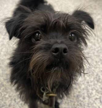 Denver -  Terrier Dog for Adoption in Golden, Colorado - Denver | PetCurious