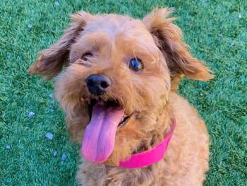 COZY -  Poodle and Mixed Breed Dog for Adoption in Moreno Valley, California - COZY | PetCurious