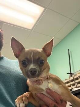 Kenzie -  Chihuahua Dog for Adoption in Key West, Florida - Kenzie | PetCurious