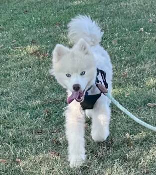 Yogi -  Pomeranian and Husky Dog for Adoption - Yogi | PetCurious