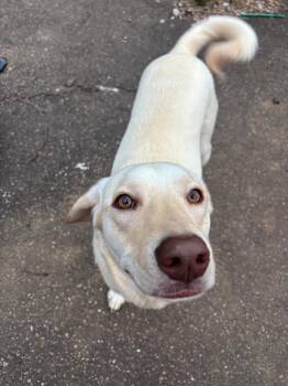 Border Collie and Labrador Retriever Dogs Available for Adoption in Burnsville, North Carolina - Eva | PetCurious