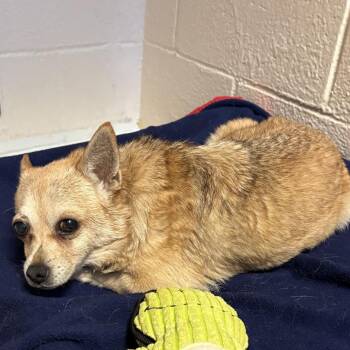 Pokey -  Chihuahua Dog for Adoption in Port Townsend, Washington - Pokey | PetCurious