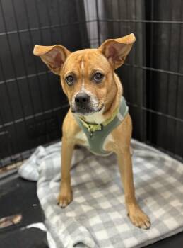 Mulan -  Mixed Breed Dog for Adoption in Ellicott City, Maryland - Mulan | PetCurious