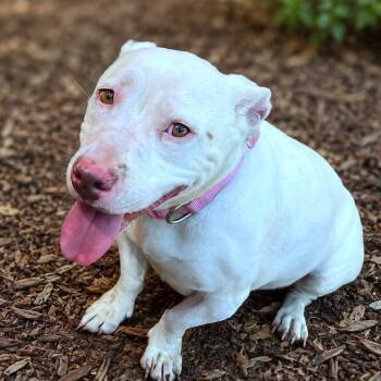 Noodle -  English Bulldog and Terrier Dog for Adoption in Boerne, Texas - Noodle | PetCurious