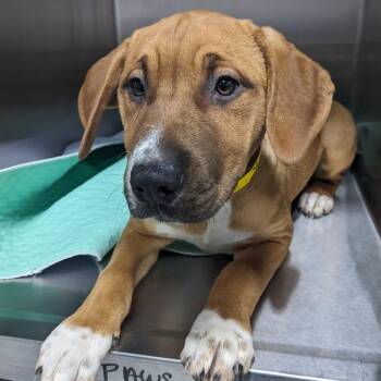 Hound Dogs Available for Adoption in Calverton, New York - Millie | PetCurious