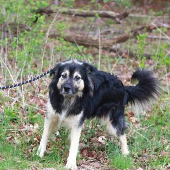 Collie and Shepherd Dogs Available for Adoption in Stormville, New York - CT Sarge | PetCurious