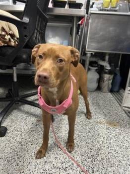 Simone -  Mixed Breed Dog for Adoption in West Chester, Pennsylvania - Simone | PetCurious
