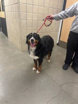 Bernese Mountain Dog Dogs Available for Adoption in Greenfield, Indiana - Diesel | PetCurious