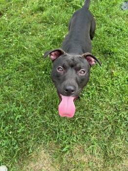 Rescue American Staffordshire Terrier Dogs for Adoption in West Springfield, Massachusetts - Wally | PetCurious
