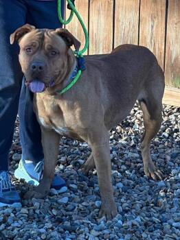Rescue Dogue De Bordeaux Dogs for Adoption in Queen City, Texas - Danielle | PetCurious