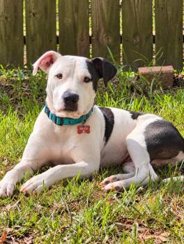 Brick -  American Staffordshire Terrier Dog for Adoption in Houston, Texas - Brick | PetCurious