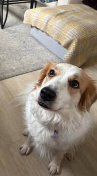 Border Collie and Australian Shepherd Dogs Available for Adoption in Austin, Minnesota - Mara/Winnie | PetCurious