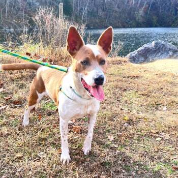 Mixed Breed Dogs Available for Adoption in Fredericksburg, Virginia - Mocha | PetCurious