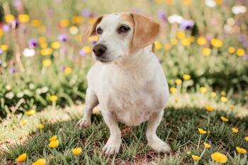 Dachshund and Jack Russell Terrier Dogs Available for Adoption - Emma | PetCurious