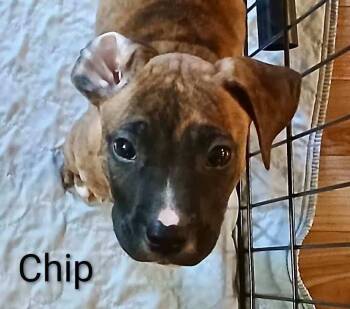 Rescue Pit Bull Terrier and Boxer Dogs for Adoption - Chip (Sunny Days Ahead 2025) | PetCurious