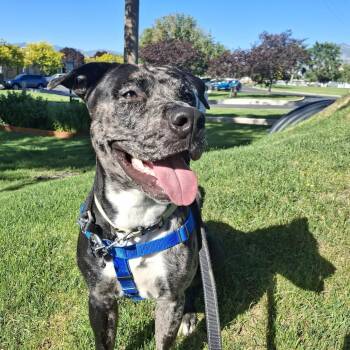 Scrim -  Mixed Breed Dog for Adoption in Murray, Utah - Scrim | PetCurious