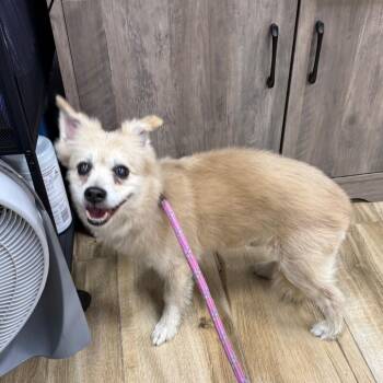Biscuit -  Pomeranian Dog for Adoption in Newark, New Jersey - Biscuit | PetCurious