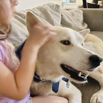 Husky and Siberian Husky Dogs Available for Adoption in South Houston, Texas - Koda | PetCurious