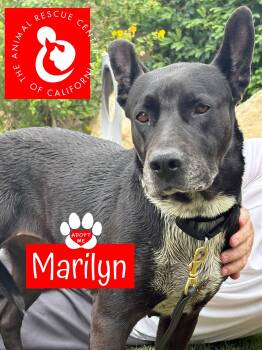 Marilyn -  Australian Cattle Dog Blue Heeler Dog for Adoption in Coachella, California - Marilyn | PetCurious