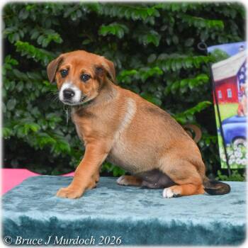 Rolo -  Labrador Retriever Dog for Adoption in Wake Forest, North Carolina - Rolo | PetCurious