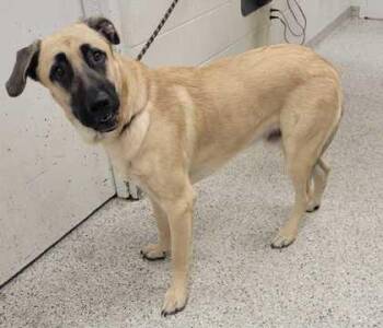 Clooney -  Anatolian Shepherd and Mixed Breed Dog for Adoption in Kansas City, Missouri - Clooney | PetCurious