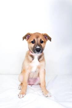 Jamaica -  Australian Cattle Dog Blue Heeler Dog Available for Adoption in Bixby, Oklahoma - Jamaica | PetCurious