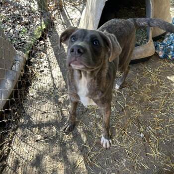 Abe -  American Bulldog Dog for Adoption in Enterprise, Alabama - Abe | PetCurious
