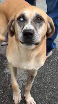 Rescue Shepherd Dogs for Adoption in Elizabethton, Tennessee - SNOOPY | PetCurious