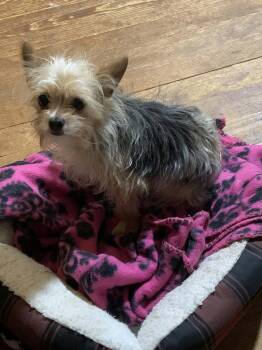 BB -  Yorkshire Terrier Dog for Adoption in Taycheedah, Wisconsin - BB | PetCurious
