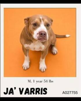 Jarvis -  Mixed Breed Dog for Adoption in Charlotte, Michigan - Jarvis | PetCurious