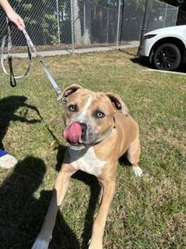 93114a Plankton -  American Staffordshire Terrier and Mixed Breed Dog for Adoption in North Charleston, South Carolina - 93114a Plankton | PetCurious
