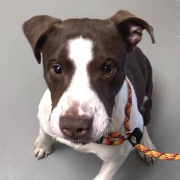 Mixed Breed Dogs Available for Adoption - Elf | PetCurious