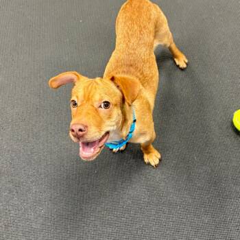 Angelina -  Mixed Breed Dog for Adoption in New York, New York - Angelina | PetCurious