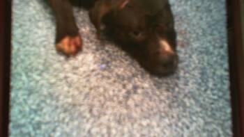 A1267538 -  Pit Bull Terrier Dog for Adoption in Charlotte, North Carolina - A1267538 | PetCurious