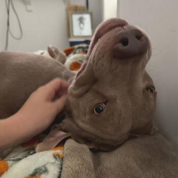 Torch -  Mixed Breed Dog for Adoption in Philadelphia, Pennsylvania - Torch | PetCurious