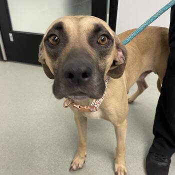 Rosemary -  Black Mouth Cur and Mixed Breed Dog for Adoption in Portland, Oregon - Rosemary | PetCurious