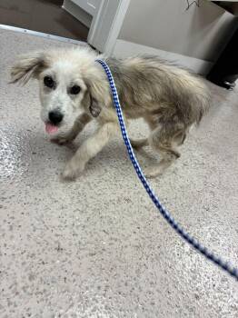Great Pyrenees Dogs Available for Adoption in Marietta, Georgia - Riley | PetCurious