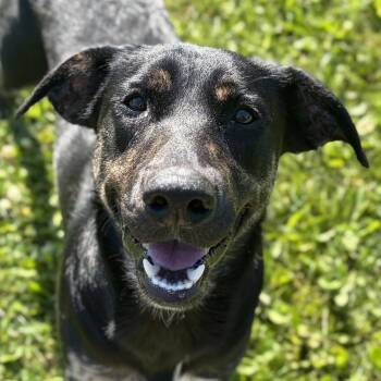 Honey Bun -  Labrador Retriever Dog for Adoption in Jefferson, Wisconsin - Honey Bun | PetCurious