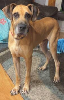Rescue Great Dane Dogs for Adoption in Larkspur, Colorado - Luke | PetCurious